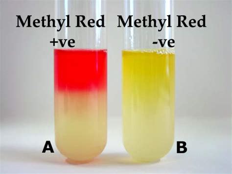 what happens to e. coli during and mr/vp test|3.8: Methyl Red .